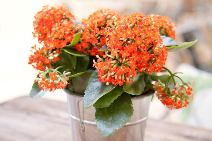 blühende Kalanchoe