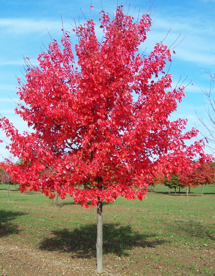 Roter Ahorn