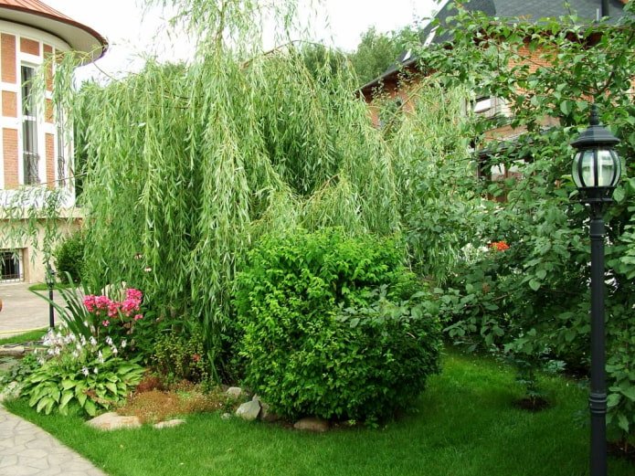 Weide auf einem Sommerhaus