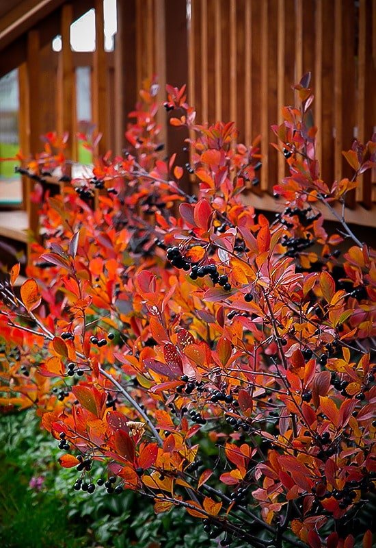 Apfelbeere im Herbst