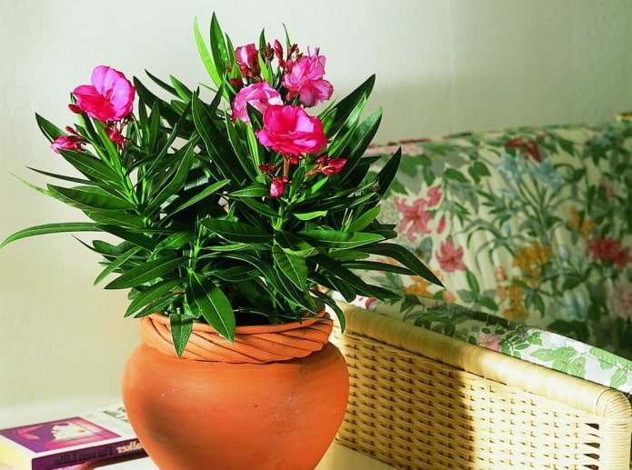 Gewöhnlicher Oleander