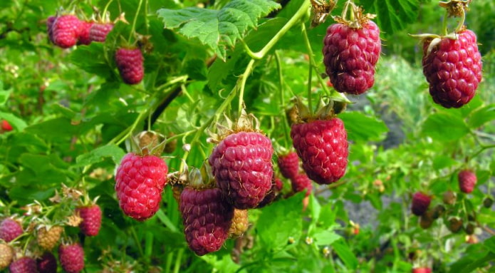Himbeerstrauch