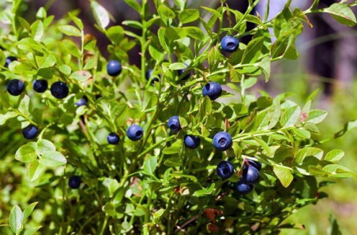 Blaubeere