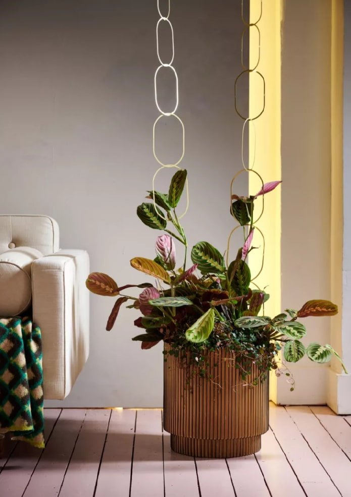 Maranta im Innenraum