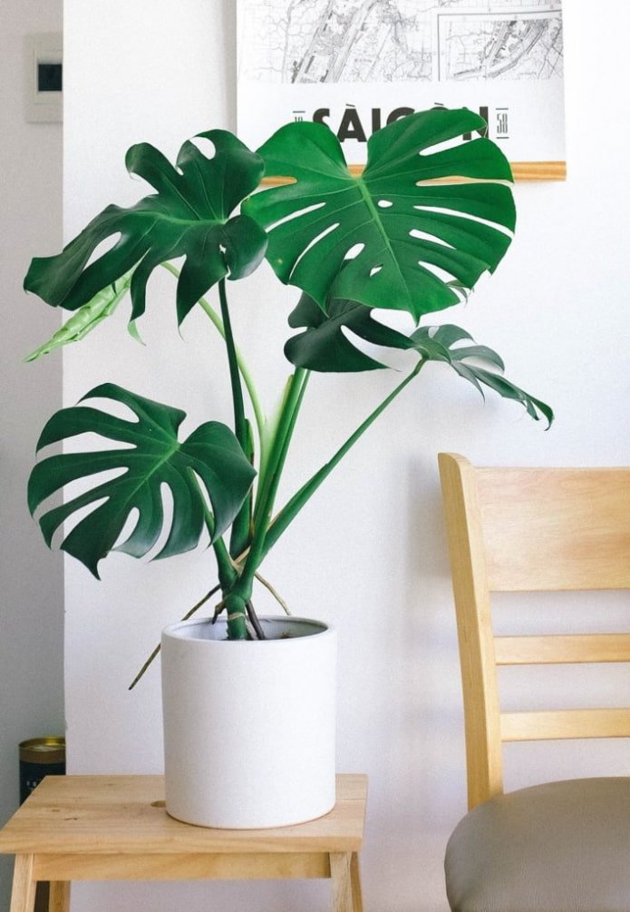 Monstera im Wohnzimmer