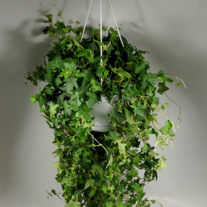 Kletterphilodendron