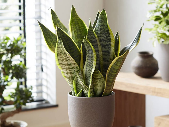 Sansevieria fürs Badezimmer