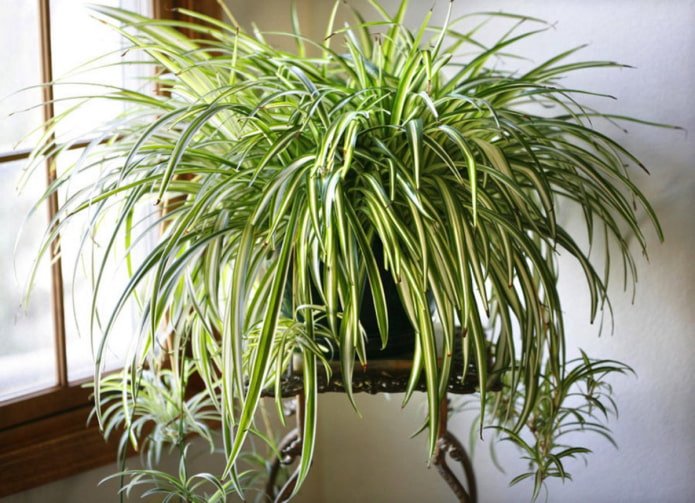 Chlorophytum im Badezimmer