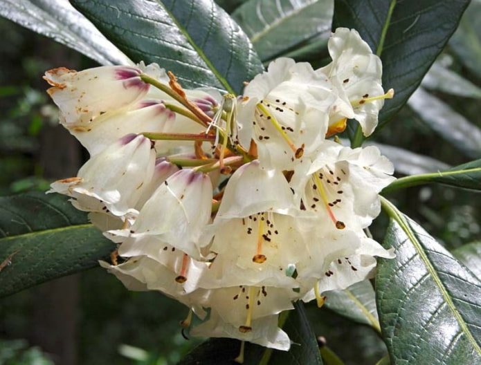 Riesenrhododendron