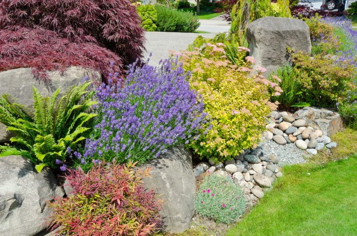 Blumen zwischen Steinen