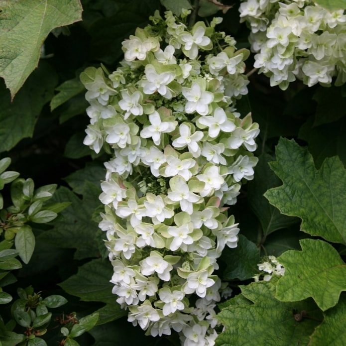 weiße Hortensie