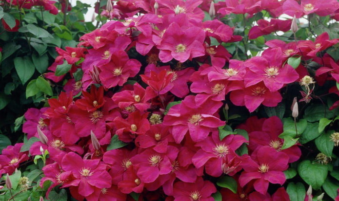 Clematisblüten