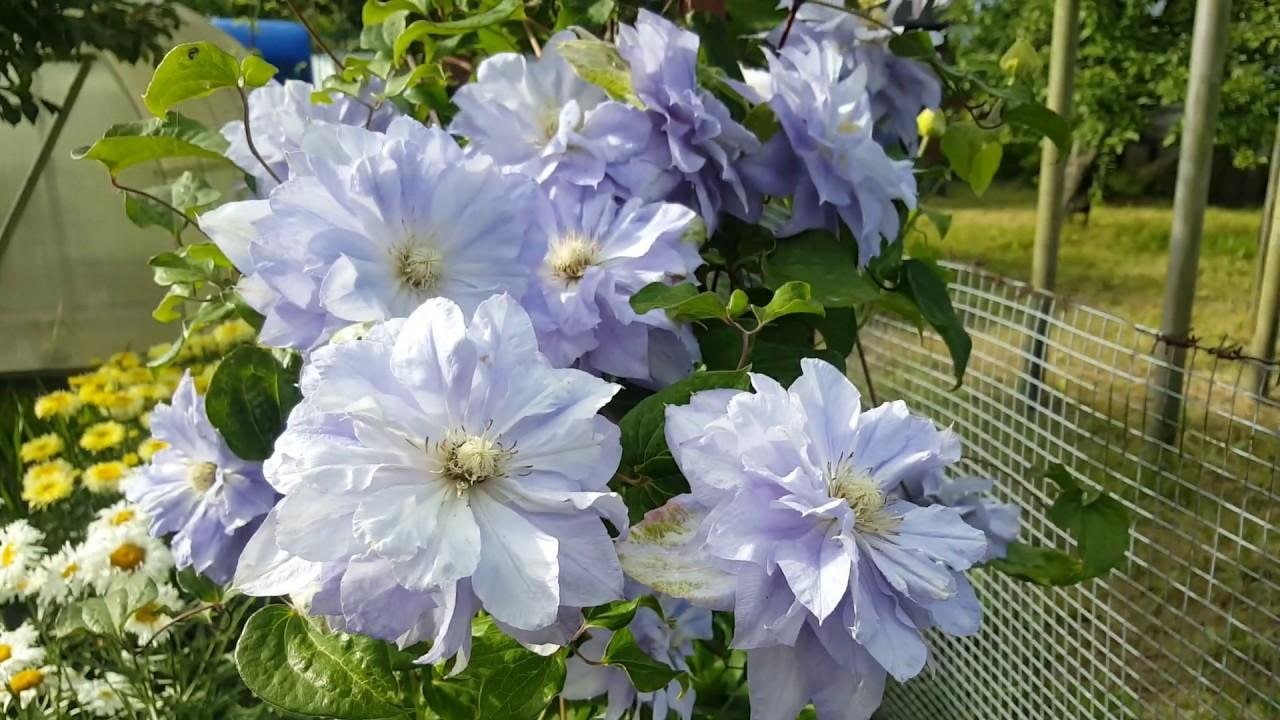 weiße und lila Clematisblüten
