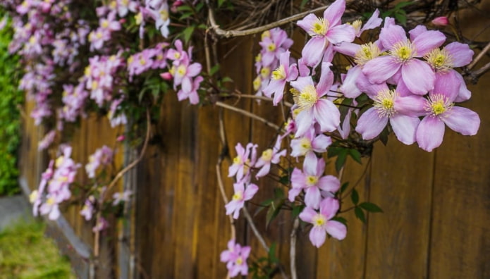 Kletterclematis