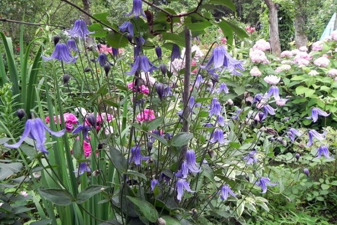 Flieder-Clematis
