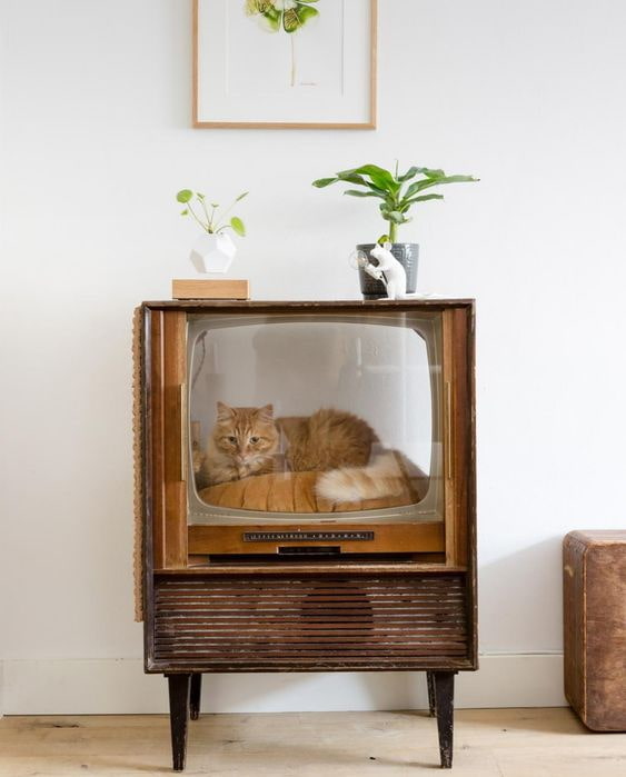 Katze im Fernseher