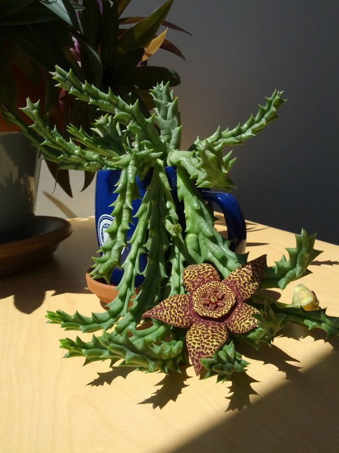 Stapelia-Blüte