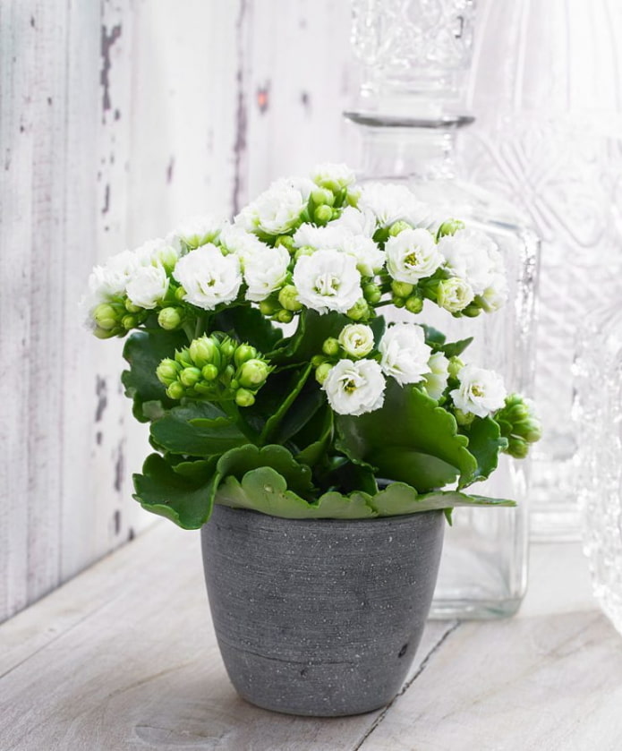 blühende Kalanchoe