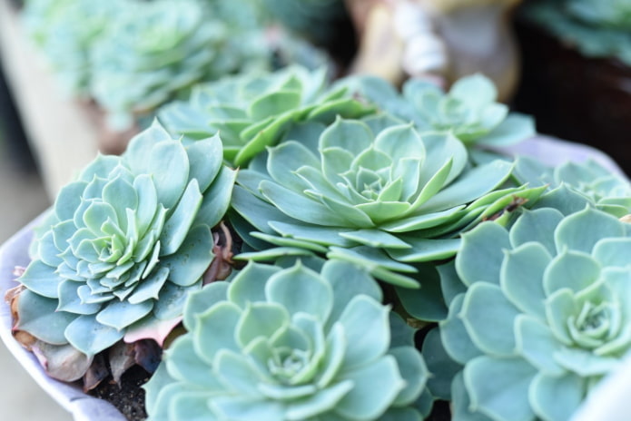 Echeveria im Topf