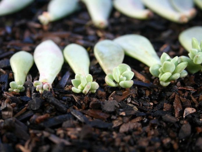 Echeveria-Vermehrung