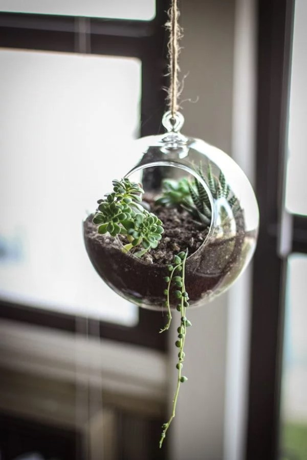Ein Florarium für Sukkulenten