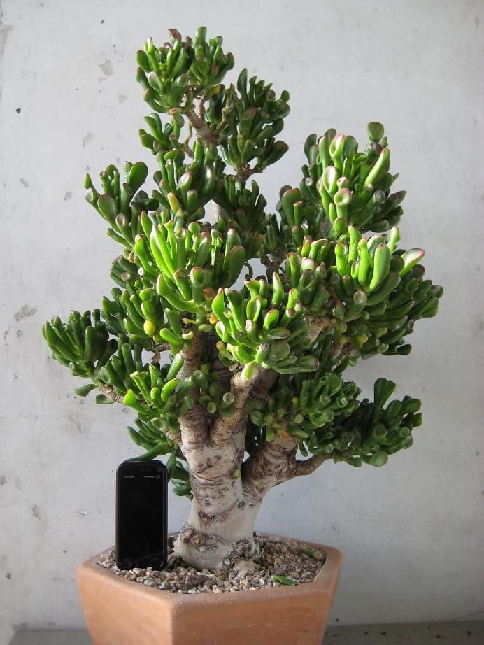 Erwachsene Crassula Hobbit