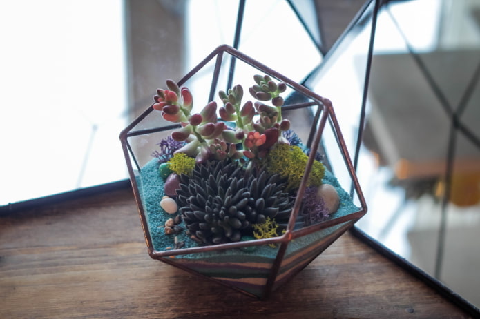 Sukkulenten-Florarium