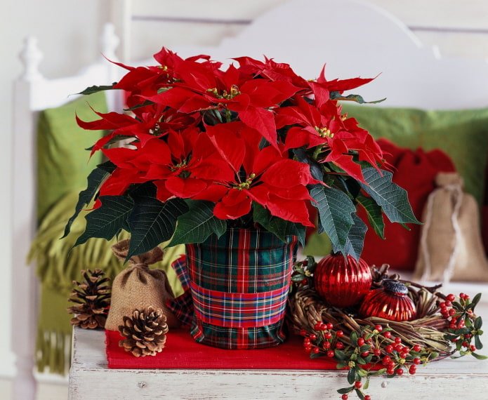 blühender Weihnachtsstern
