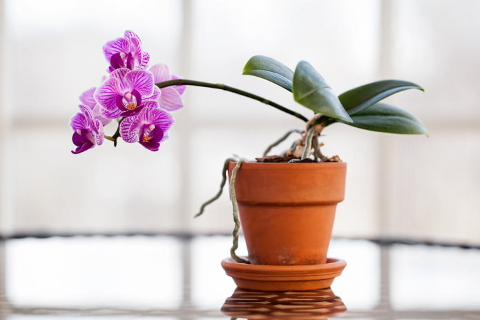 Orchidee für den Schatten