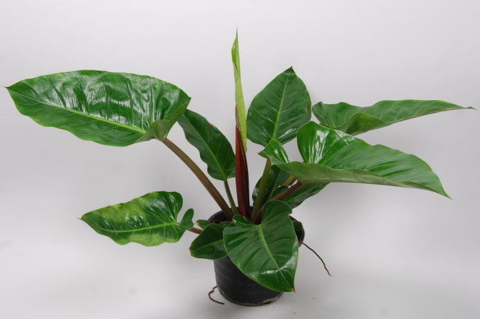 Philodendron im Schatten