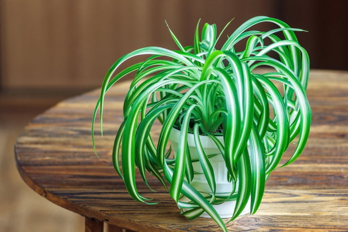 Chlorophytum für zu Hause