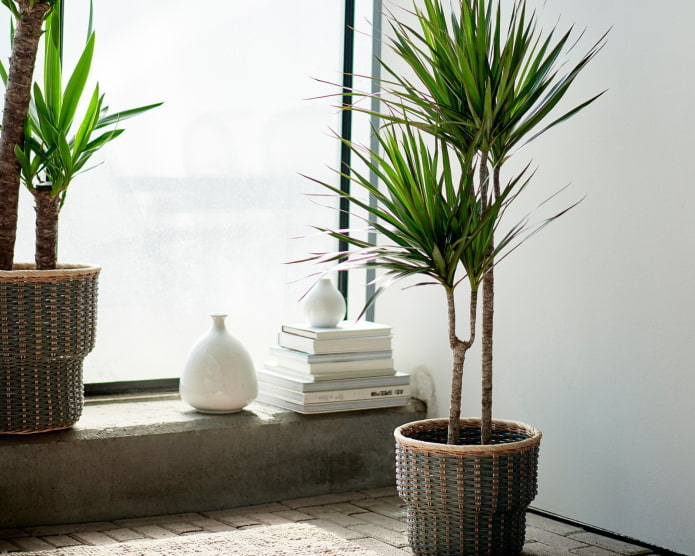 Dracaena im Innenraum