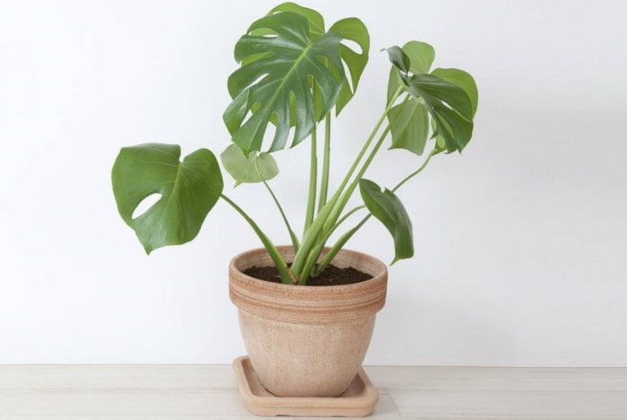 Wohin mit einer Monstera?