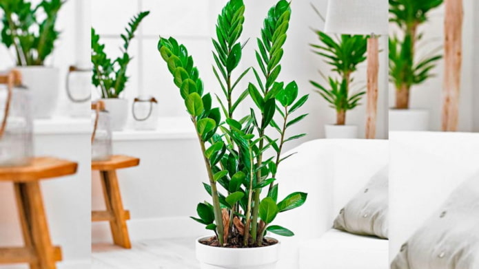 Zamioculcas – Anbau
