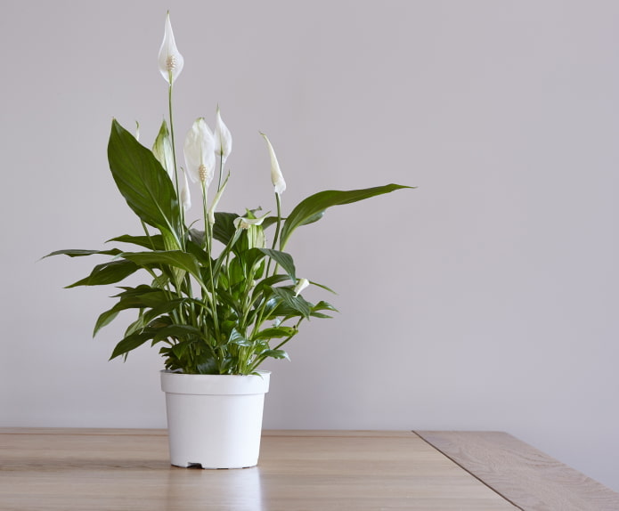 Wie Spathiphyllum blüht