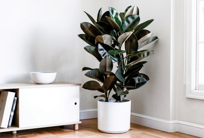 Ficus im Schatten