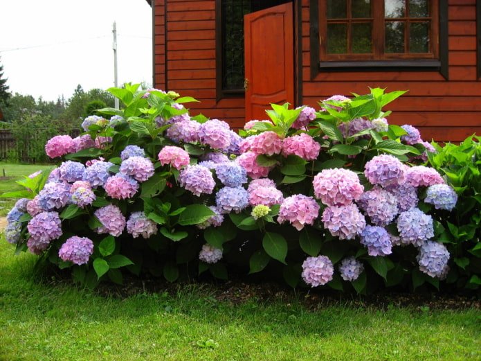 zwei Hortensienbüsche