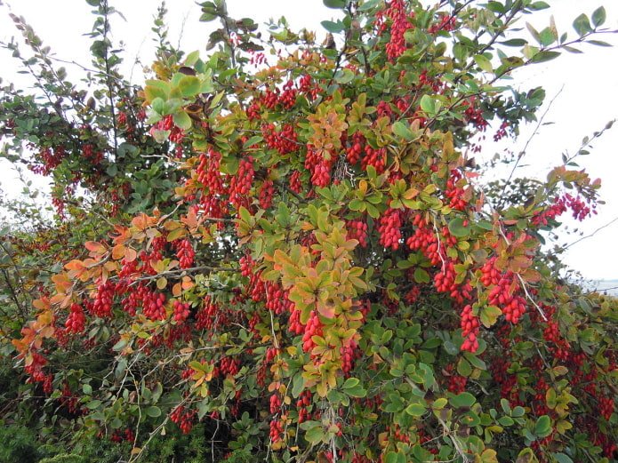 Beeren auf einem Berberitzenzweig