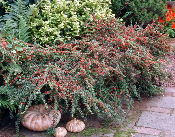 Zwergmispel mit Beeren