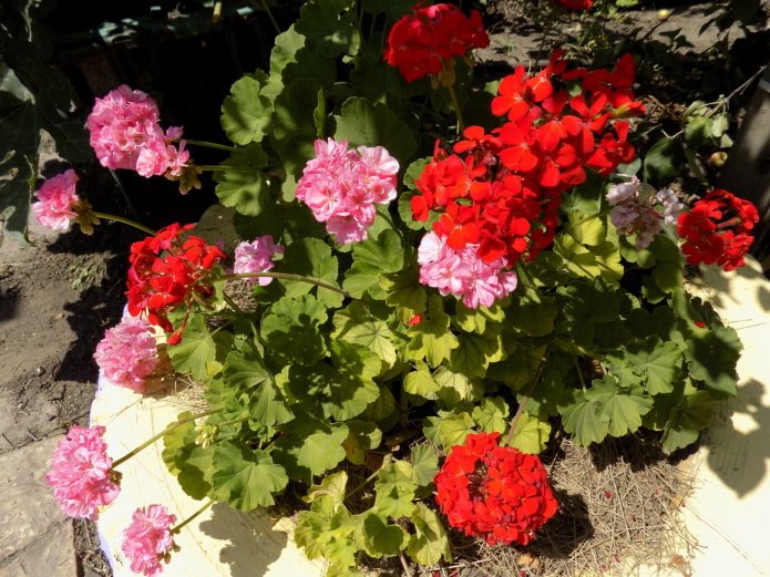 Pelargonien in einem Radbeet