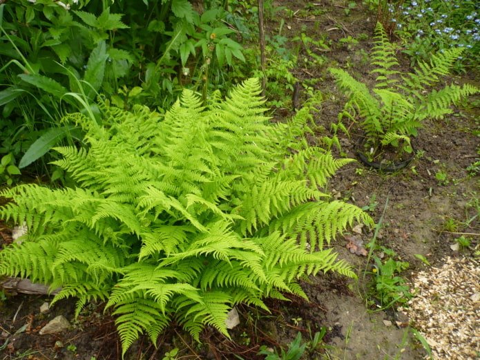 Farn im Garten