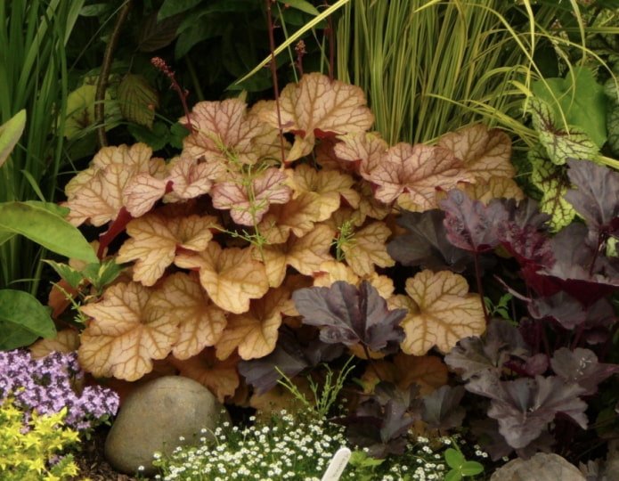 Heuchera-Blätter