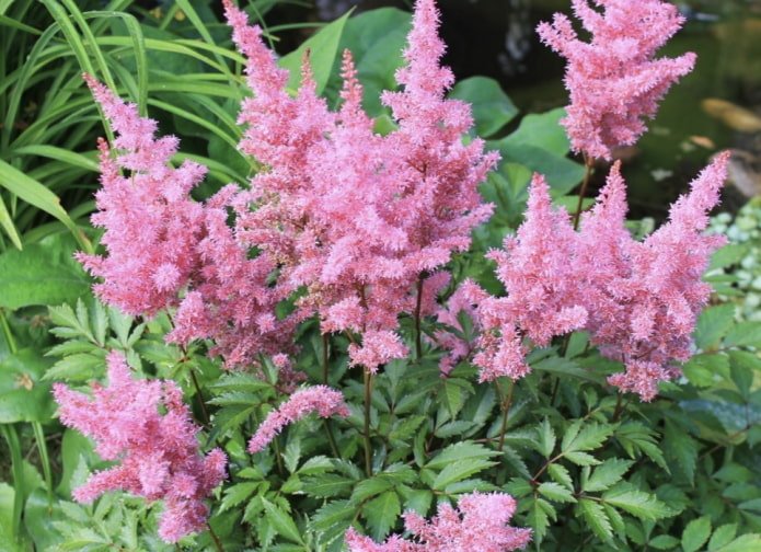 rosa Astilbe