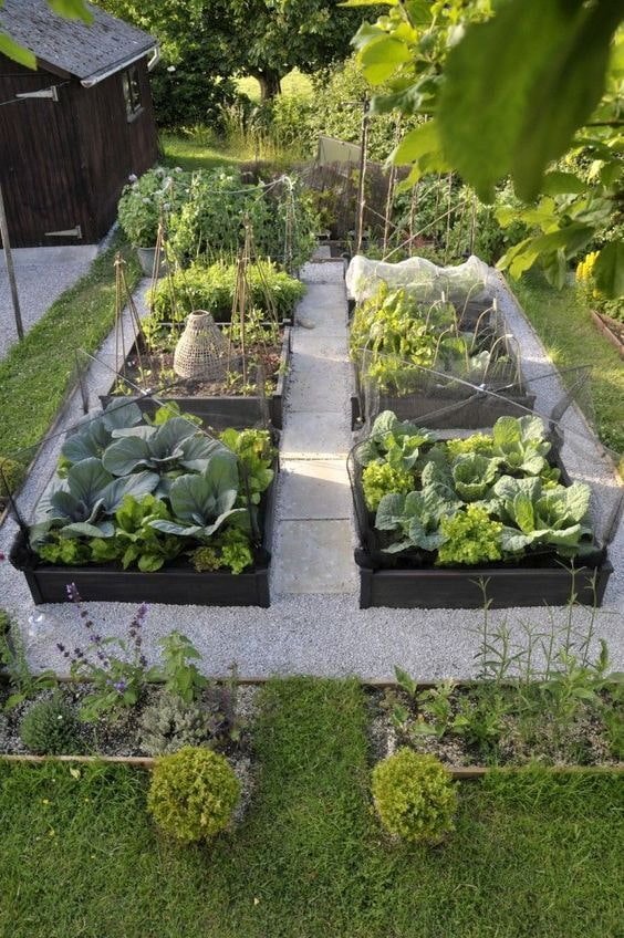 Gemüsegarten mit gerahmten Beeten