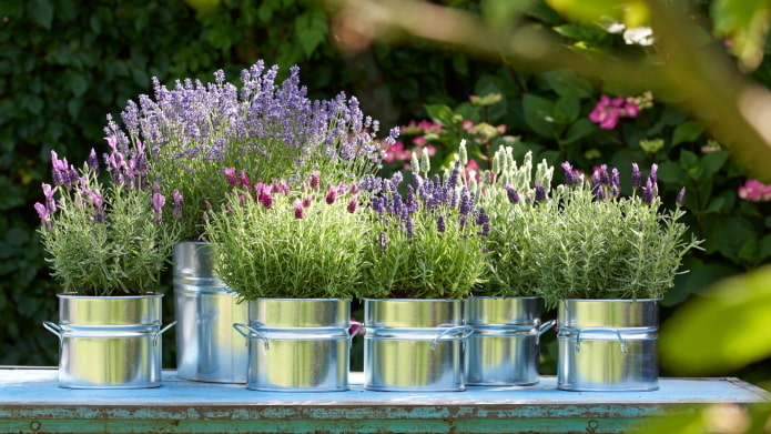 Lavendel im Blumentopf im Freien