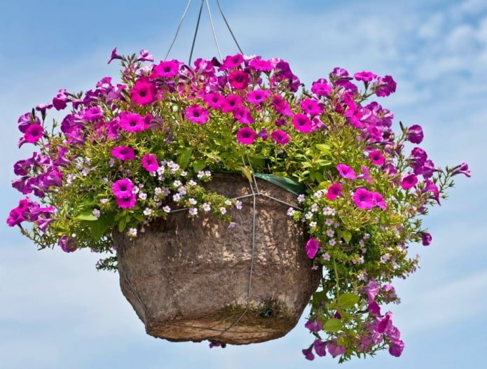Petunie im Blumentopf im Freien