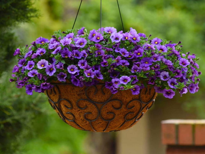 Calibrachoa im Topf im Freien