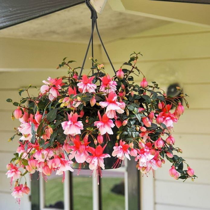 Fuchsie in einem Blumentopf im Freien