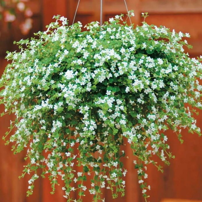 Bacopa in einem Blumentopf im Freien