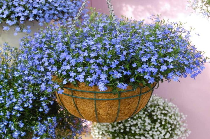 Lobelien in einem Blumentopf im Freien